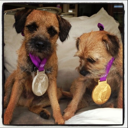 Andy Murray and Kim Sears' dogs Maggie May and Rusty modeling Andy's gold and silver tennis medals 
