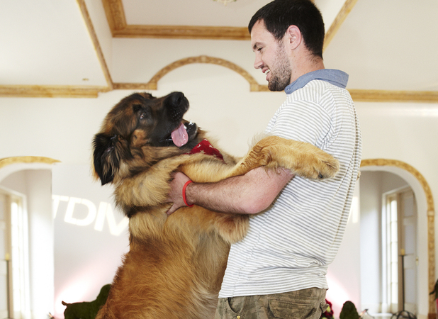 Simba, 9st 6lbs leonberger, winner of ITV2 Top Dog Model competition