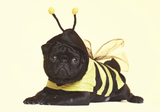 billy-bumble-bee.jpg