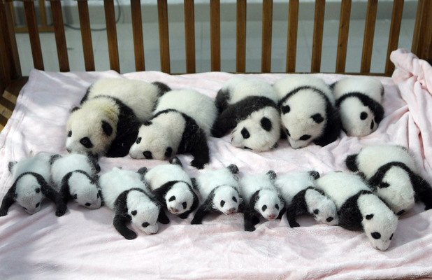 pandas.jpg