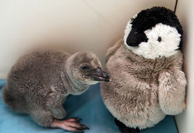 Baby penguin is hand-reared at London Zoo, Britain - 19 Feb 2014