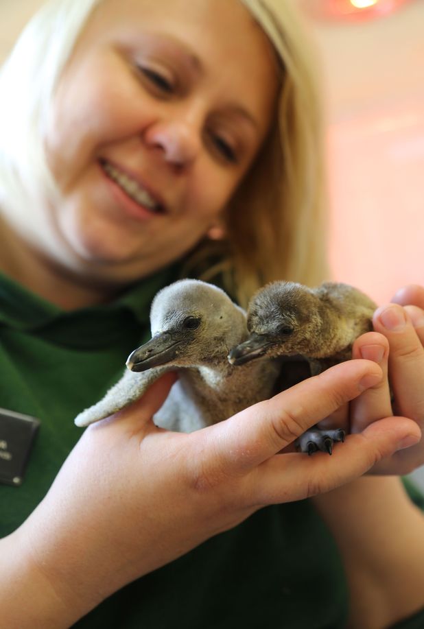 Newborn penguins at ZSL