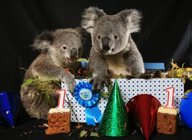 Cute koalas celebrate their first birthdays in style! - Real Life