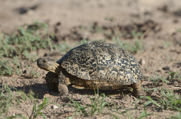 Bertie the tortoise breaks world record for speed - Real Life Stories ...