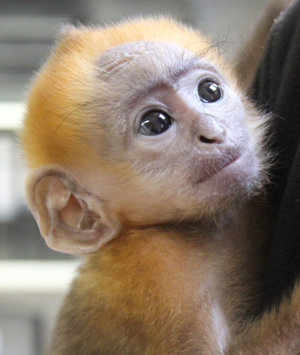 Belfast Zoo's baby Francois' leaf monkey being hand-reared after mum ...