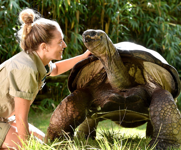 100-year-old tortoise gets given special birthday treat! - Lifestyle ...