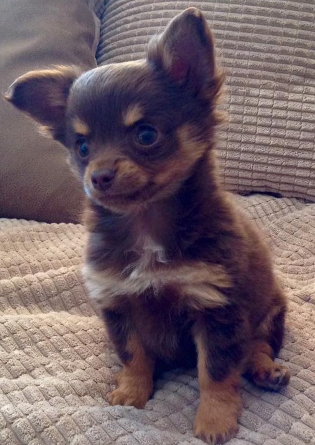 Online campaign brings dognapped chihuahua Caramel back home - Real ...