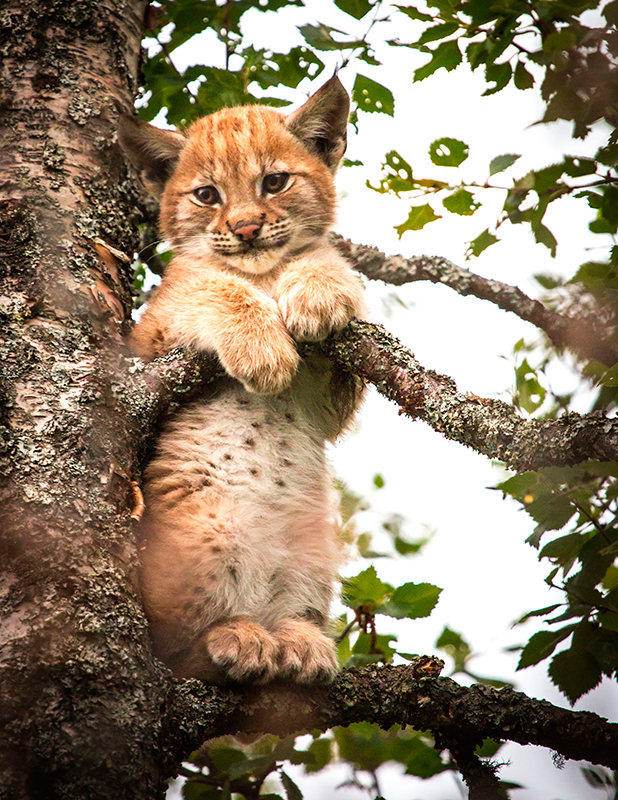 Baby lynx kitten falls asleep up a tree. Bless. - Real Life Stories ...