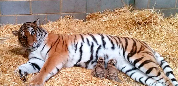 Rare Amur tiger cubs born at Woburn Safari Park - so cute! - Real Life ...